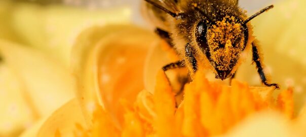 What is propolis? Characteristics and Benefits